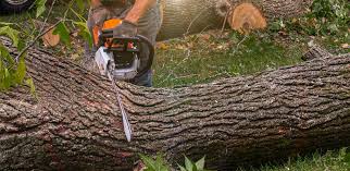  , CO Tree Services Pros