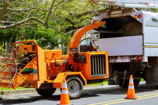 Best Emergency Tree Removal  in , CO