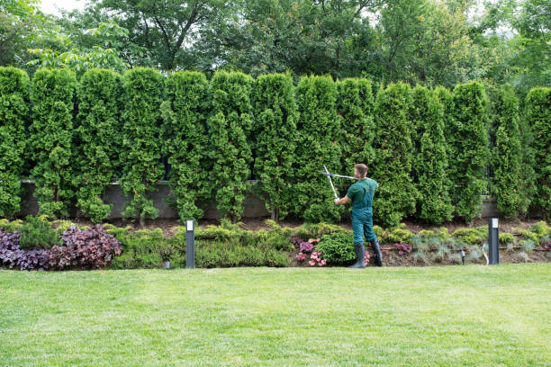 Best Hedge Trimming  in , CO